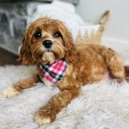 Lola - Cavapoo