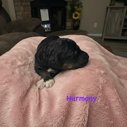Harmony - Phantom female Goldendoodle puppy in Sanderson, Florida from Serenity Goldendoodles