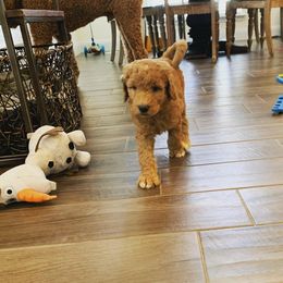 Goldendoodle Puppies from Drippin’ with Doodles
