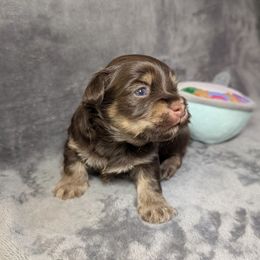 Rocket - Chocolate male Havanese puppy in Trinity, Alabama from Tooties Cuties Havanese