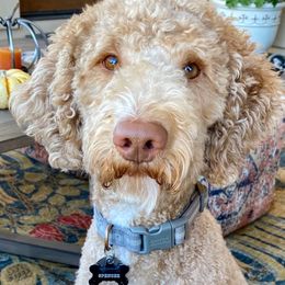 Spencer - Goldendoodle