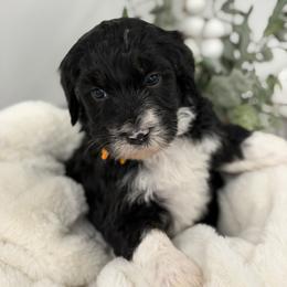 Elf - Tri-color male Bernedoodle puppy in Hegins, Pennsylvania from Bubbling Springs Doodles, LLC