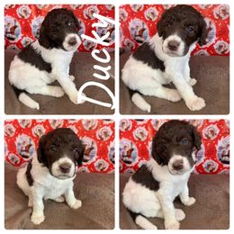 Poodle Puppies from Wonderland Kennel