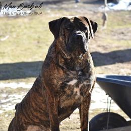 Lyra - Boerboel