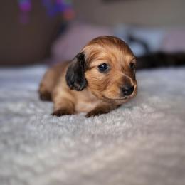 Dachshund Puppies from Diddle Bros Dachshunds