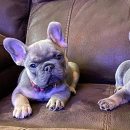 French Bulldogs from Pocket Frenchies