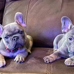 French Bulldogs from Pocket Frenchies