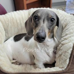 Silly - Dachshund