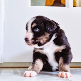Australian Shepherd Puppies from Caramel Bliss Kennel - East Coast Aussies