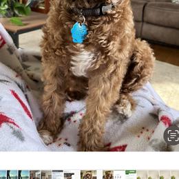 Sage - Cavapoo