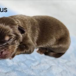 Lazarus - Red tri male Miniature Australian Shepherd puppy in Owensboro, Kentucky from JnT's Bluegrass Mini Aussies