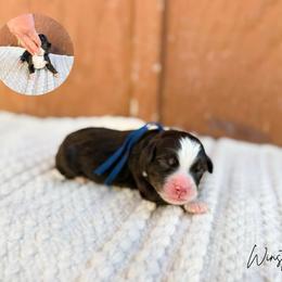 Winston - Tri-color male Bernedoodle puppy in Wamego, Kansas from Doodles of Oz