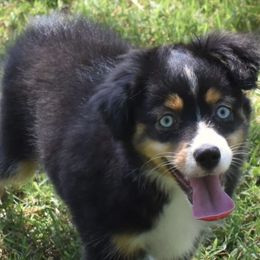 Lucia - Toy Australian Shepherd