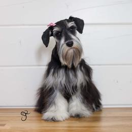 Zuri - Miniature Schnauzer