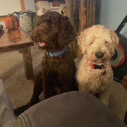 Double Doodle and Labradoodle All Grown Up from MerryGold Doodles