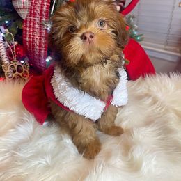 Girl 2 - Red and white Shih Tzu puppy in Norwalk, California from Shitz Show