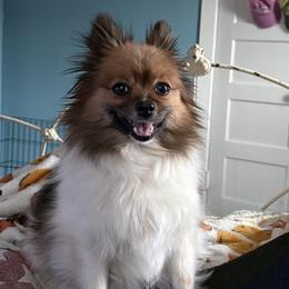 Pomeranian Puppies from Healing Grace pups
