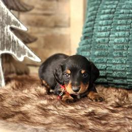 AKC Meet Cooper :) - Black and tan male Dachshund puppy in Centerville, Iowa from Barnyard Dachshunds, Dals & Doodles