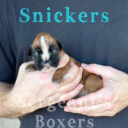 Snickers - Fawn male Boxer puppy in Madisonville, Texas from Sergeant's Boxers