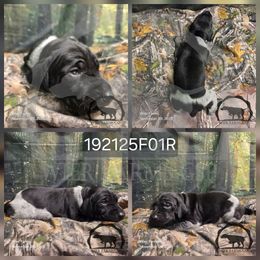 Girl 192125F01R - Black and white female German Shorthaired Pointer puppy in Moyie Springs, Idaho from Wier Farms GSP