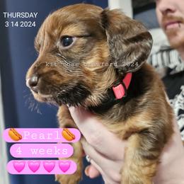 Dachshund Puppies from Wayward Home Dachshunds