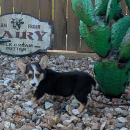 Phat Bottom Girl - Black and tan female American Corgi puppy in Lufkin, Texas from Texas Lil Cowdogs