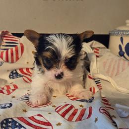 Domino - Parti male Yorkshire Terrier puppy in Clarksburg, Indiana from Hidden Gems Parti Yorkies