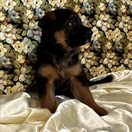 Veronica - Black and red female German Shepherd puppy in Rancho Cucamonga, California from Abbeys Golden Retriever  and German Shepherd Puppies