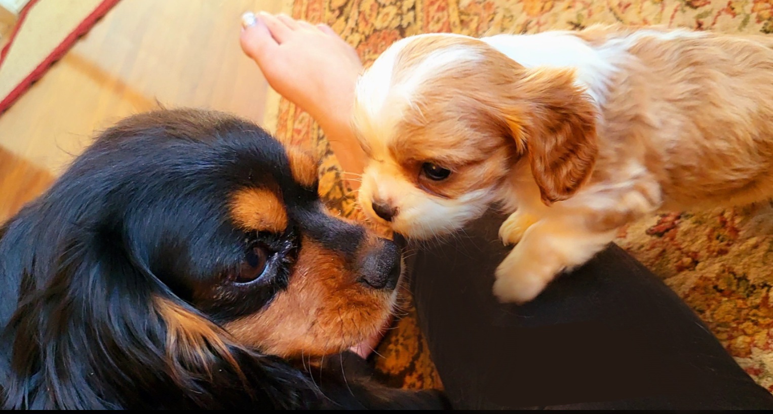 Cavalier King Charles Spaniel Puppies from Puppyloversplace