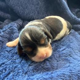 Tricolor Female 1 - Tri-color female Cavalier King Charles Spaniel puppy in Dime Box, Texas from Kuehlers Kavaliers