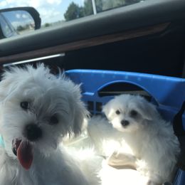 Maltese and Shih Tzu Puppies from Pamspups