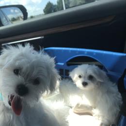 Maltese and Shih Tzu Puppies from Pamspups