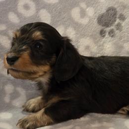 Poseidon - Black and tan male Dachshund puppy in Tonopah, Arizona from Desert Diamond Dachshunds