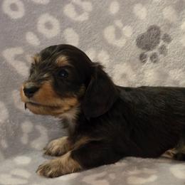 Poseidon - Black and tan male Dachshund puppy in Tonopah, Arizona from Desert Diamond Dachshunds