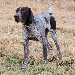 German Shorthaired Pointer All Grown Up from Magnolia Farm and Kennel