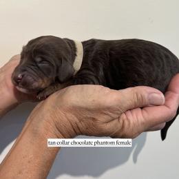 Girl 2 - female Goldendoodle puppy in Fairfield, California from Twin Sisters Doodles