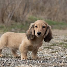 Tug 5000 dollars - Cream male Dachshund puppy in Crystal, Michigan from Mare-bella Dachshunds
