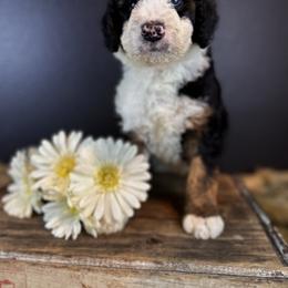 Bernedoodle Puppies from Bernedoodles of Florida
