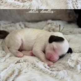 Green collar - Parti male Labradoodle puppy in Clovis, California from Delta Doodless
