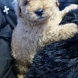 Aussiedoodle, Poodle, and Yorkipoo Puppies from Romano Juarez Puppies