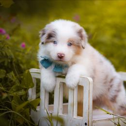 Atlas - Red merle male Australian Shepherd puppy in Georgetown, Texas from River Reign Australian Shepherds