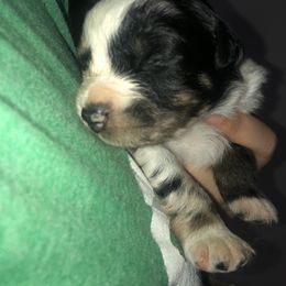 Australian Shepherd Puppies from Powell’s Australian Shepherds