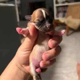 Grady - Sable spotted white male Chihuahua puppy in Eustis, Florida from Chichianna's Legacy