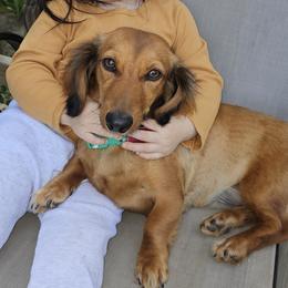 Reecie - Dachshund