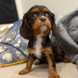 Bella - Chocolate female Cavalier King Charles Spaniel puppy in Draper, Utah from Cavachon Love Chocolate Cavaliers, Cavaliers, Cavachon’s, Cavapoos