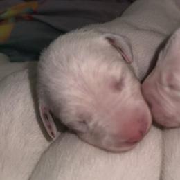 Rosey - White and liver brown female Dalmatian puppy in Hastings, Florida from Love My Spotty Dalmatians