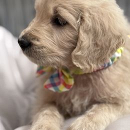 Goldendoodle, Golden Retriever, Poodle, and Shih Tzu Puppies from Platinum Paws Puppies