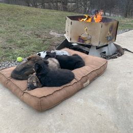 Australian Shepherd Puppies from Brick Church Aussies