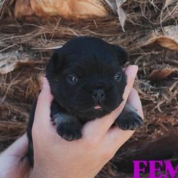 Purple - Black and tan female French Bulldog puppy in Avondale, Arizona from BigDiamondFrenchies