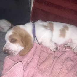 Basset Hound Puppies from Mockingbird Hollow Bassets